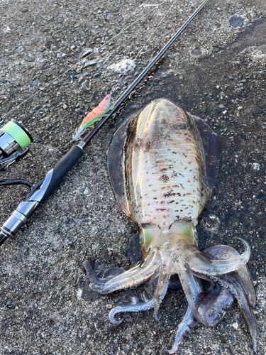 アオリイカの釣果