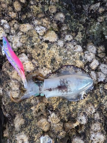 アオリイカの釣果