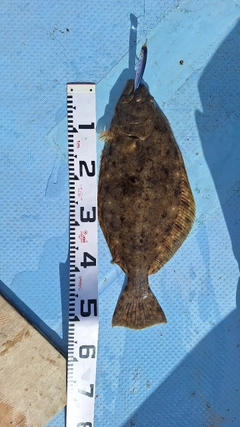 ヒラメの釣果