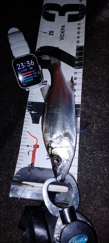 セイゴ（ヒラスズキ）の釣果