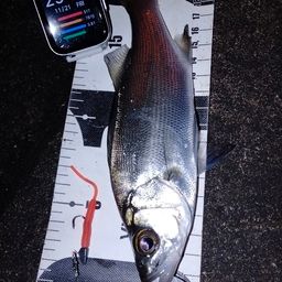 セイゴ（ヒラスズキ）