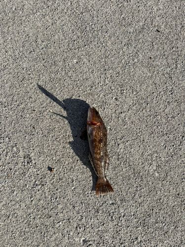 アイナメの釣果