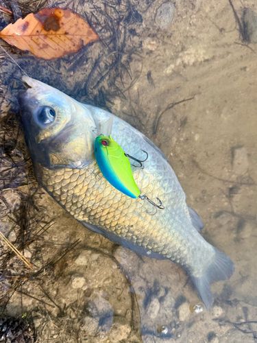 ヘラブナの釣果