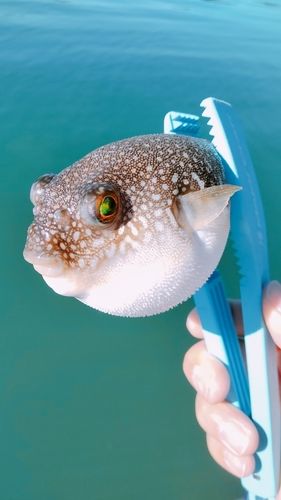 フグの釣果