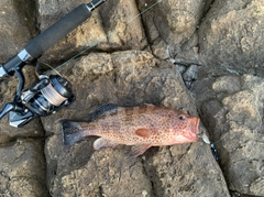 オオモンハタの釣果