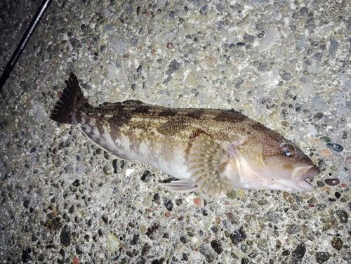 アブラコの釣果