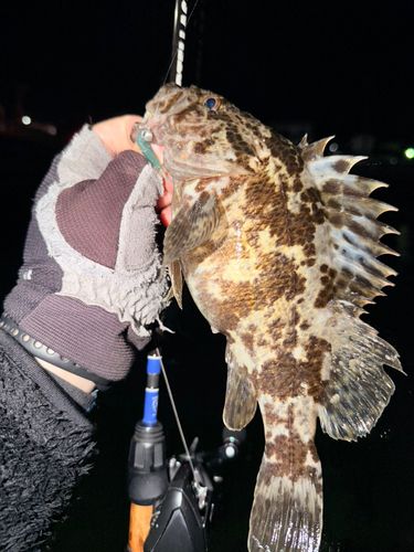 ベッコウゾイの釣果