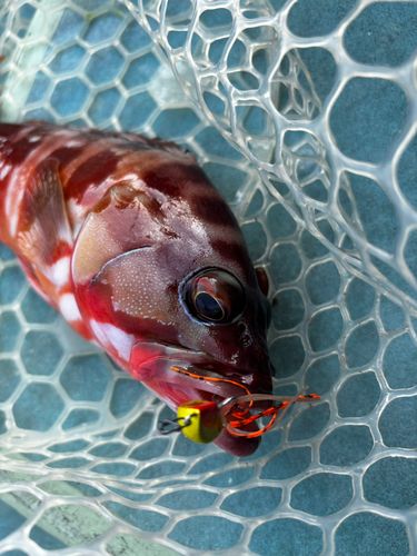 アカハタの釣果