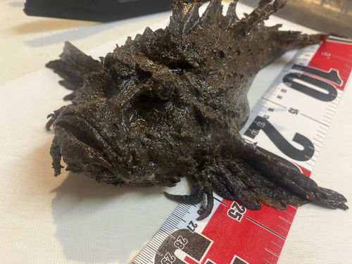 オニオコゼの釣果