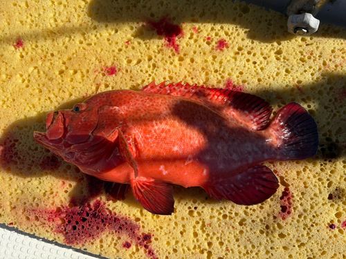 バラハタの釣果