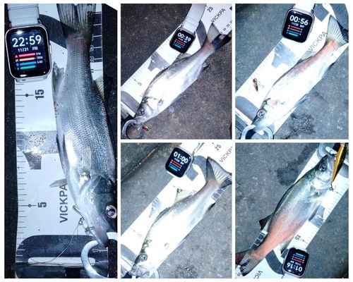 セイゴ（ヒラスズキ）の釣果