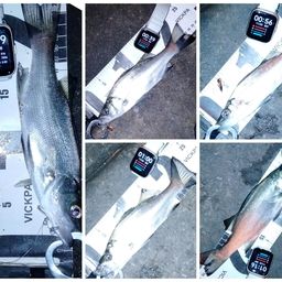 セイゴ（ヒラスズキ）