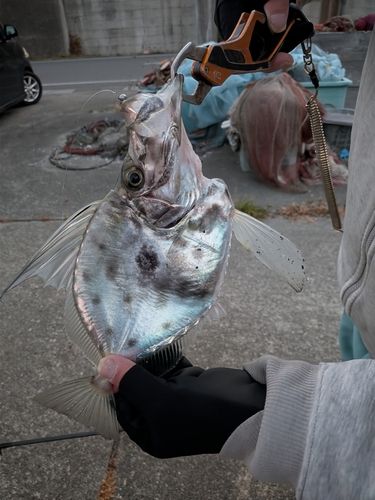 カガミダイの釣果