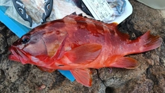 アカハタの釣果