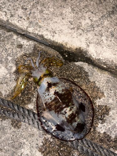 アオリイカの釣果