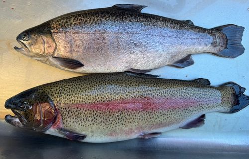 ロックトラウトの釣果