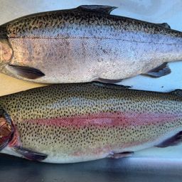 ロックトラウト