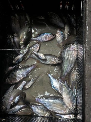 タナゴの釣果