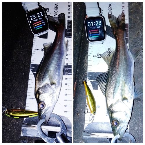 セイゴ（マルスズキ）の釣果