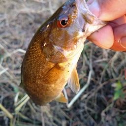 スモールマウスバス