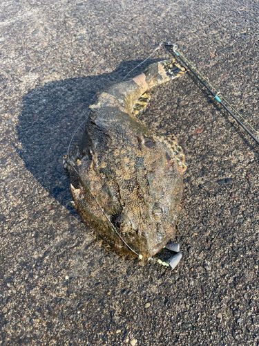 ギスカジカの釣果