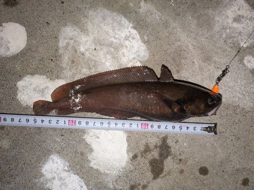 チゴダラの釣果