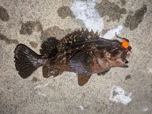 ムラソイの釣果