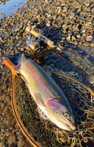 ニジマスの釣果