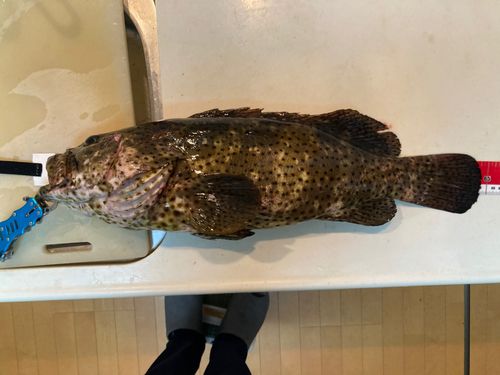 チャイロマルハタの釣果