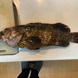 チャイロマルハタ