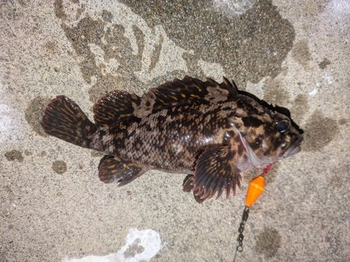 オウゴンムラソイの釣果