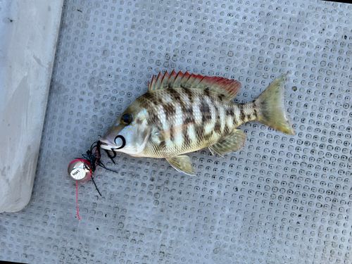 フエフキダイの釣果