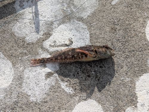 アサヒアナハゼの釣果