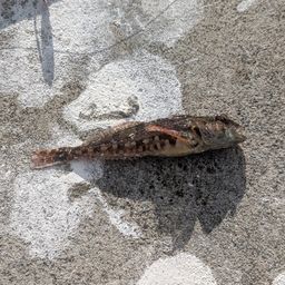 アサヒアナハゼ