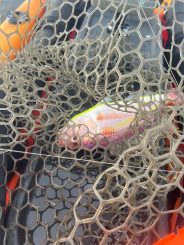 イトヨリダイの釣果