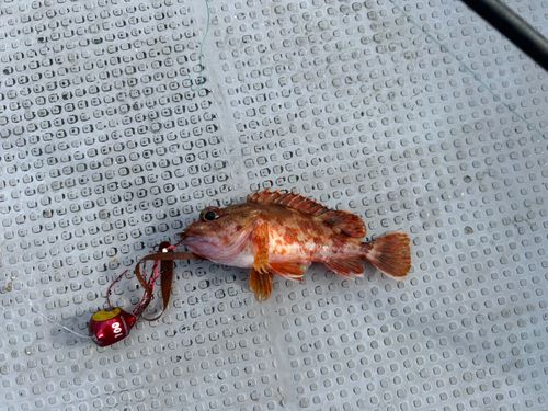カサゴの釣果