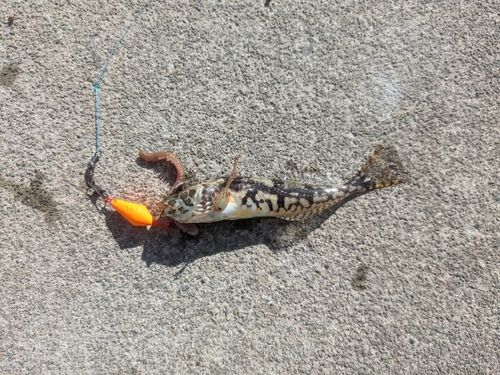 アサヒアナハゼの釣果