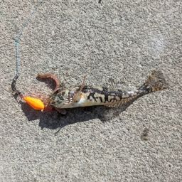 アサヒアナハゼ