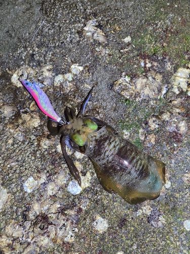 アオリイカの釣果