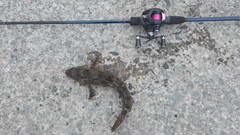 アイナメの釣果