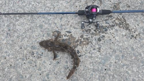 アイナメの釣果