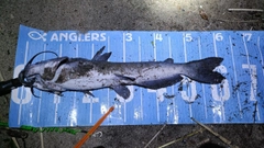 アメリカンキャットフィッシュの釣果