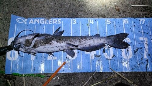 アメリカンキャットフィッシュの釣果