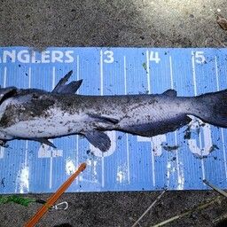 アメリカンキャットフィッシュ