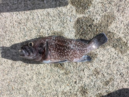 クロソイの釣果