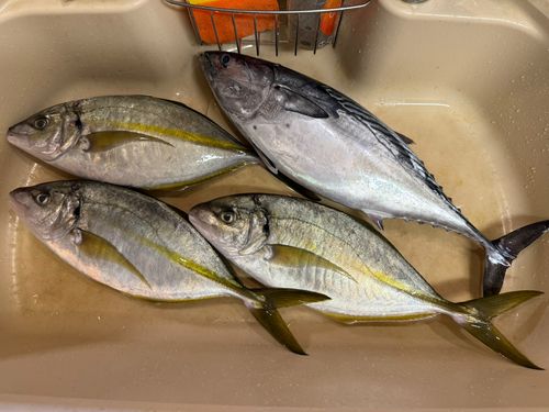 シマアジの釣果