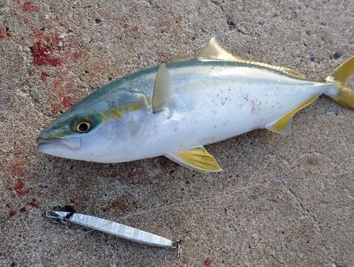 コゾクラの釣果