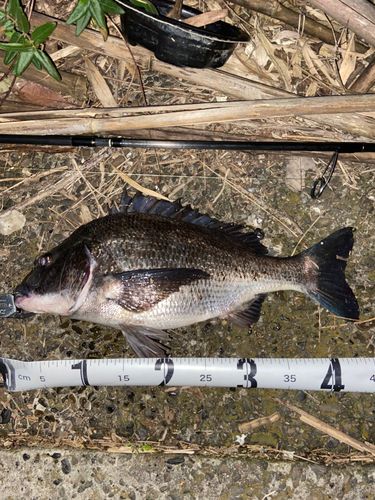 クロダイの釣果