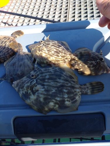 カワハギの釣果