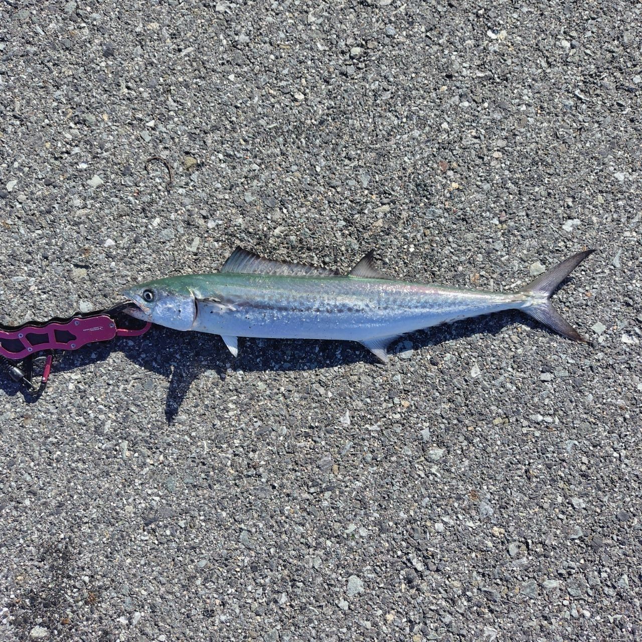 YAMAGA Blanks ブルースナイパー 96MLの最安値・インプレ・釣果 | 本音